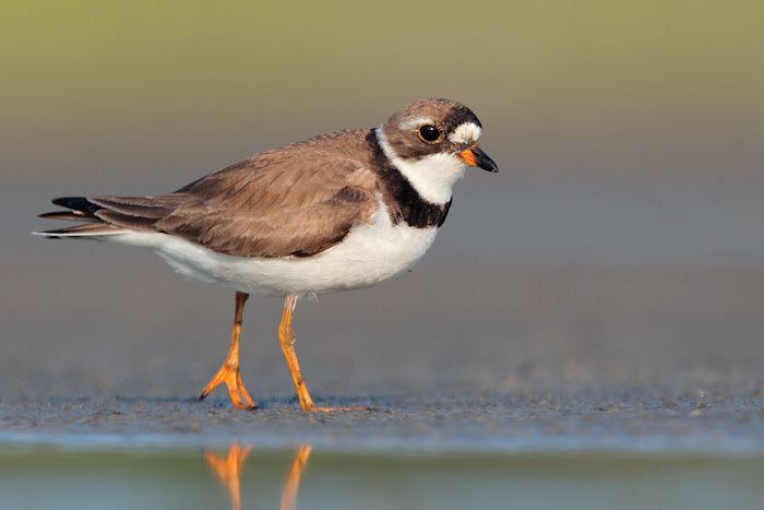 Semipalmated plover Semipalmated Plover 3