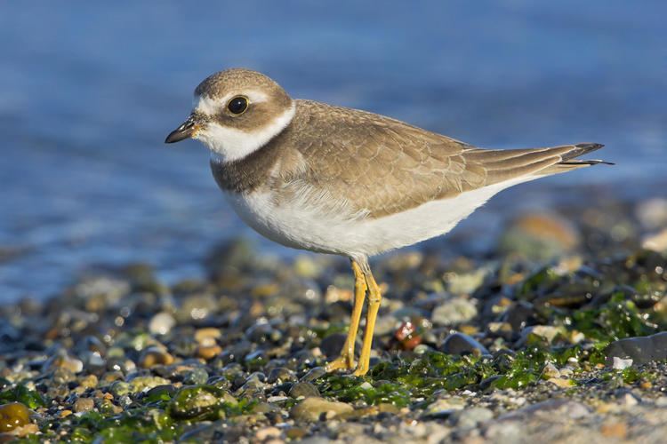 Semipalmated plover Semipalmated Plover Audubon Field Guide