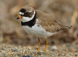 Semipalmated plover Semipalmated Plover Identification All About Birds Cornell Lab