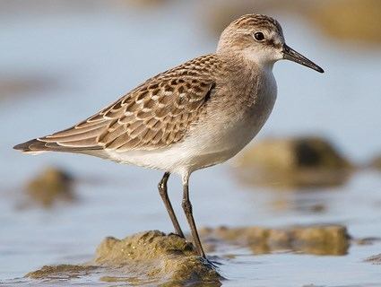 Semipalmated sandpiper Semipalmated Sandpiper Identification All About Birds Cornell