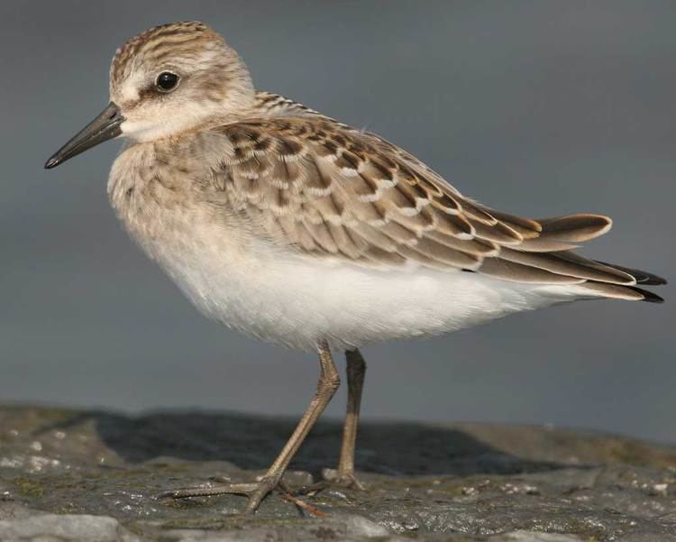 Semipalmated sandpiper Semipalmated Sandpiper Audubon Field Guide