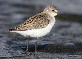 Semipalmated sandpiper Semipalmated Sandpiper Identification All About Birds Cornell