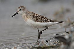 Semipalmated sandpiper Semipalmated sandpiper Wikipedia