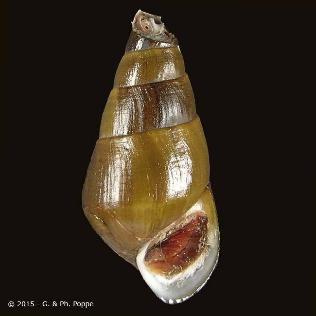 Semisulcospira PLEUROCERIDAE Semisulcospira libertina libertina ID453533