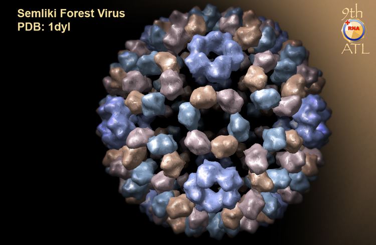 Semliki Forest virus Virusworld Semliki Forest Virus