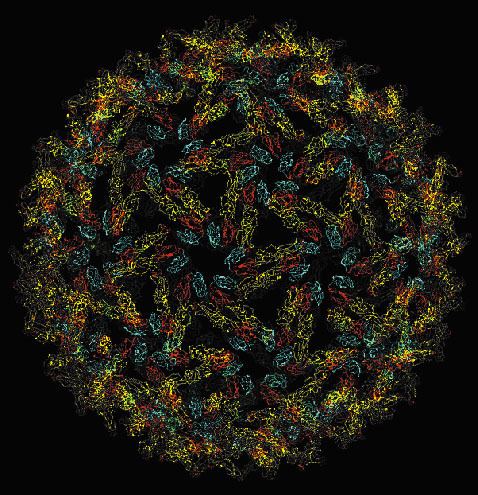 Semliki Forest virus Structure of an Enveloped Virus the Semliki Forest Virus
