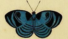 Semomesia capanea httpsuploadwikimediaorgwikipediacommonsthu
