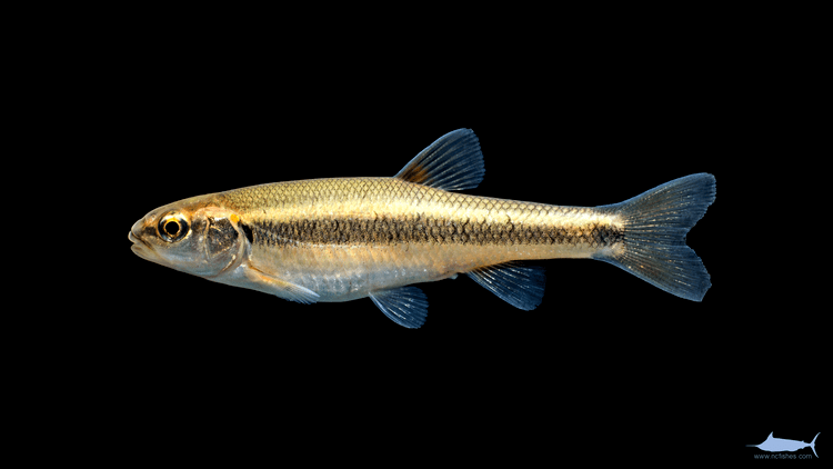 Semotilus atromaculatus Semotilus atromaculatus Fishes of North Carolina
