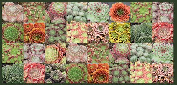 Sempervivum Sempervivum Hens and Chicks Collections