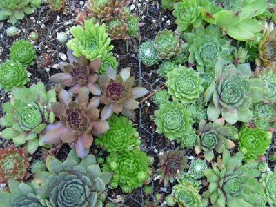 Sempervivum How to Grow Sempervivum tips for the happiest Hens and Chicks