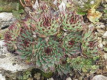 Sempervivum calcareum httpsuploadwikimediaorgwikipediacommonsthu