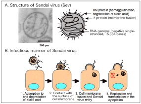 Sendai virus DNAVEC Corporation gt Sendai Virus Vector gt Safety of SeV Vector