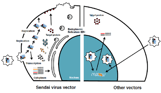 Sendai virus Inbiomed Reprogramacin y Diferenciacin Celular