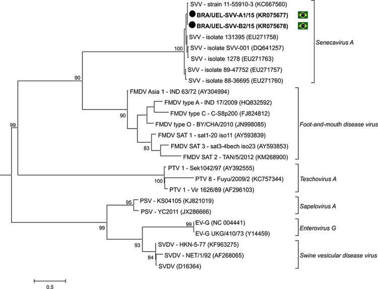 Senecavirus Genetic relationship of Senecavirus A Brazilian nucleotide