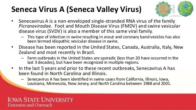 Senecavirus Dr Chris Rademacher Seneca Valley Virus Field Experiences In Iowa