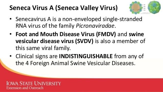 Senecavirus Dr Chris Rademacher Update on Senecavirus A