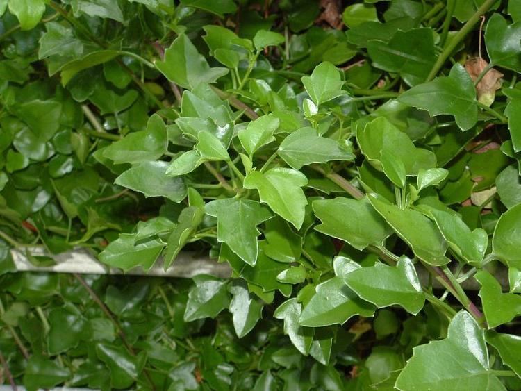 Senecio angulatus Flora of New Zealand Weed Profile Senecio angulatus