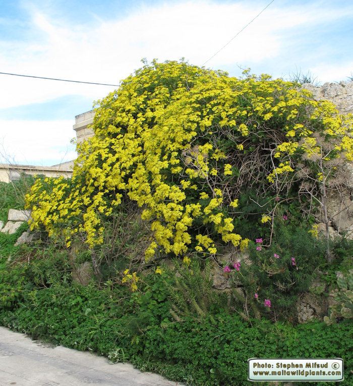Senecio angulatus Wild Plants of Malta amp Gozo Plant Senecio angulatus Creeping