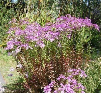 Senecio glastifolius Senecio glastifolius Pink Ragwort plant lust