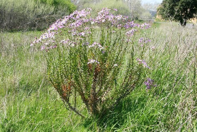 Senecio glastifolius Flora of New Zealand Weed Profile Senecio glastifolius
