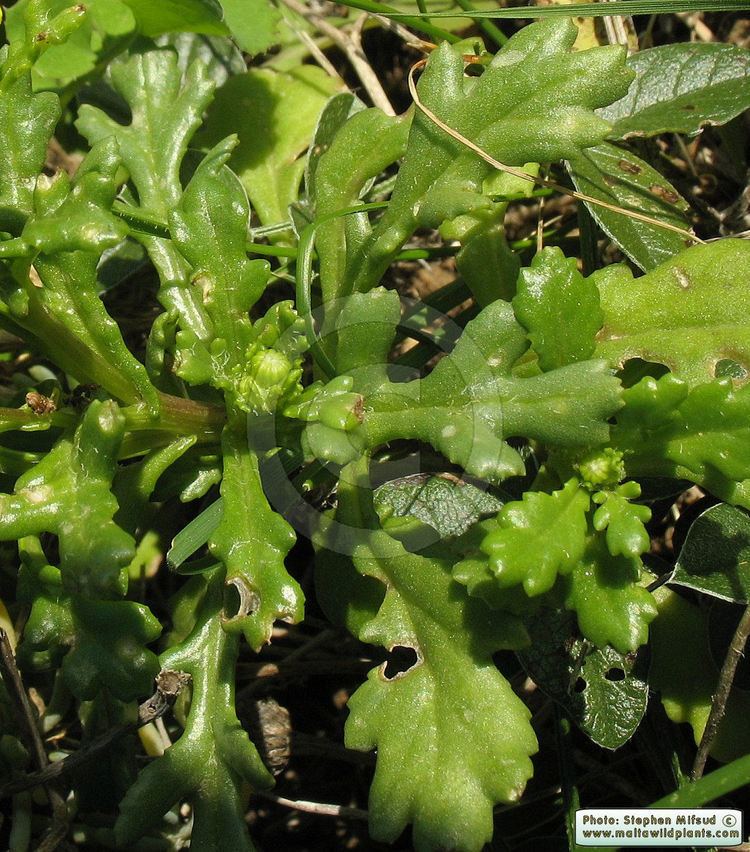 Senecio leucanthemifolius Wild Plants of Malta Plant Family Index