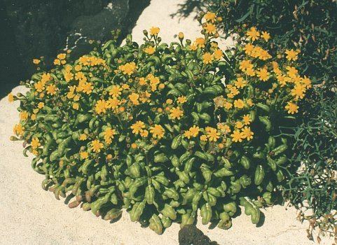 Senecio leucanthemifolius Wild Plants of Malta Plant Family Index