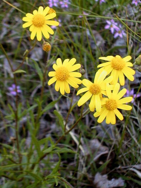 Senecio madagascariensis - Alchetron, the free social encyclopedia