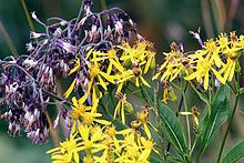 Senecio nemorensis httpsuploadwikimediaorgwikipediacommonsthu