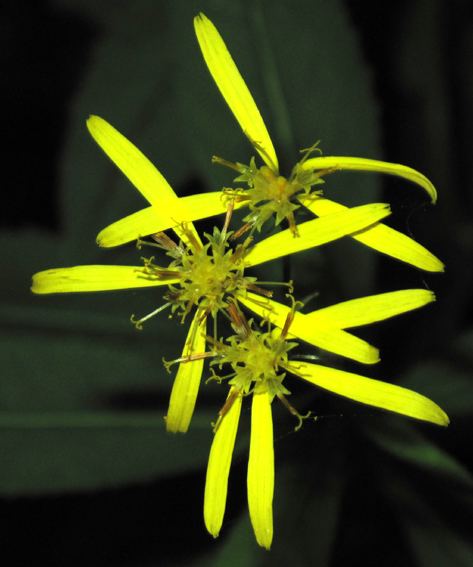 Senecio ovatus Index of VallonsImagesValSenecio img