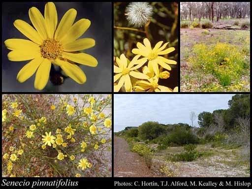 Senecio pinnatifolius Senecio pinnatifolius ARich FloraBase Flora of Western Australia