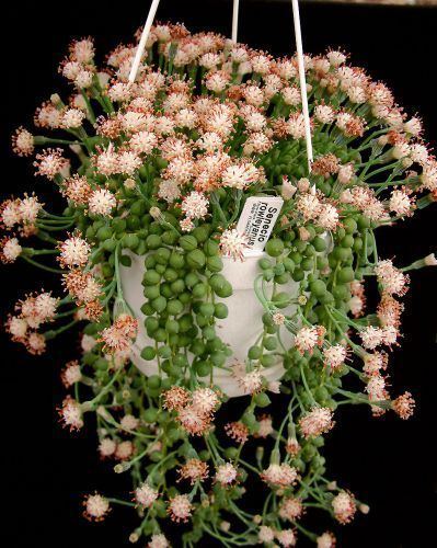 Senecio rowleyanus 17 Best ideas about String Of Pearls on Pinterest House plants