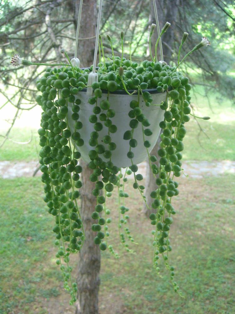 Senecio rowleyanus Curio rowleyanus Senecio rowleyanus String of Pearls World of