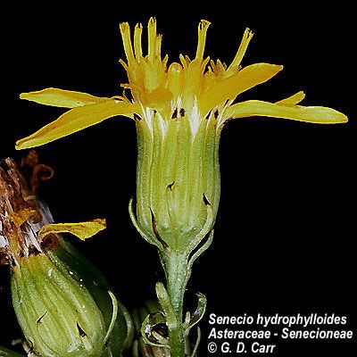 Senecioneae LONCAPA Flowering Plant Families UH Botany