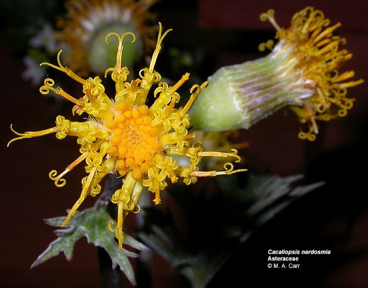 Senecioneae Flowering Plant Families UH Botany