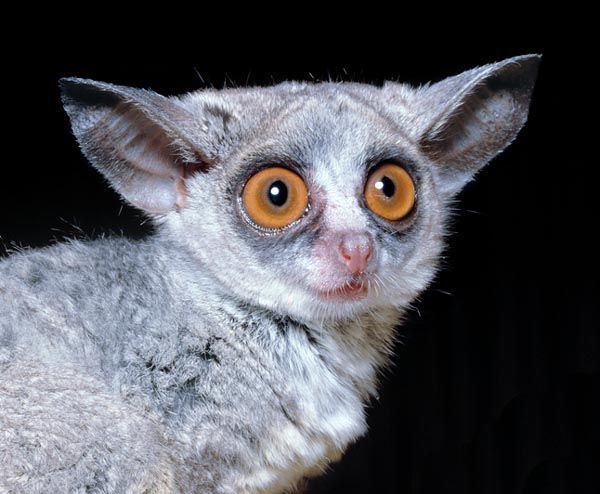 Senegal bushbaby 10 images about primates on Pinterest Bohol The philippines and