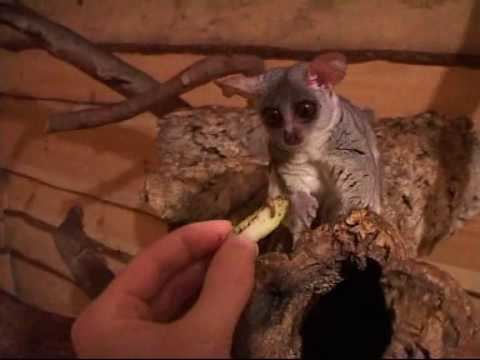 Senegal bushbaby Senegal Bushbaby Galago senegalensis YouTube