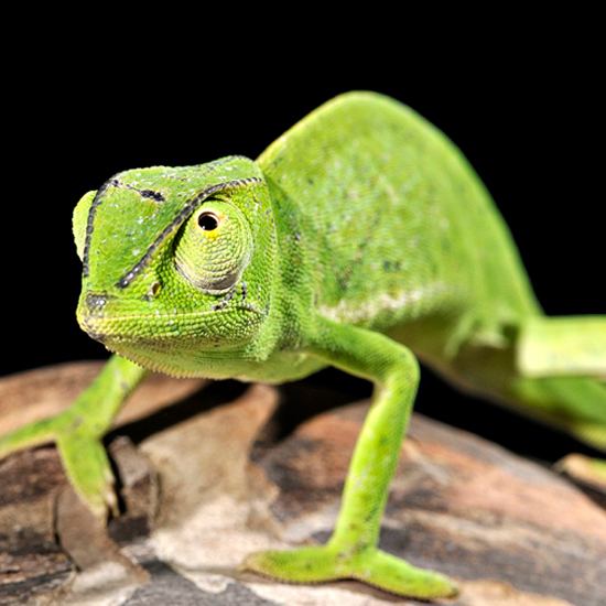 Senegal chameleon Buy Senegal Chameleons Online For Sale with Same Day Shipping