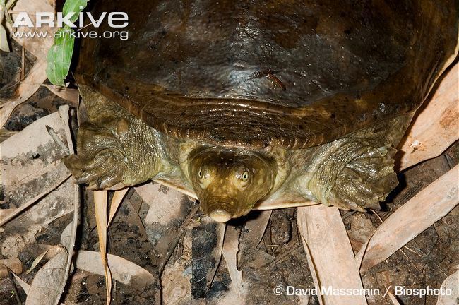 Senegal flapshell turtle Senegal flapshell turtle videos photos and facts Cyclanorbis