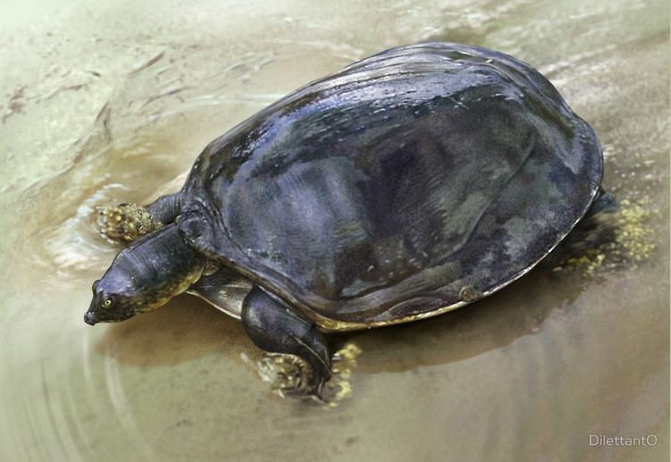 Senegal flapshell turtle SENEGAL FLAPSHELL TURTLE Cyclanorbis senegalensis CROPPED ART NOT A