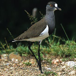 Senegal lapwing wwwbiodiversityexplorerorgbirdscharadriidaeim