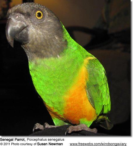 Senegal parrot Senegal Parrots aka Yellowvented Parrots