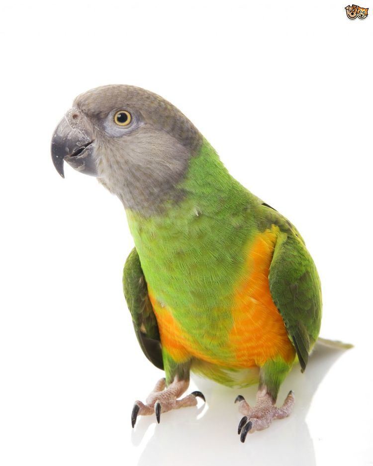 Senegal parrot Senegal Parrot Pets4Homes
