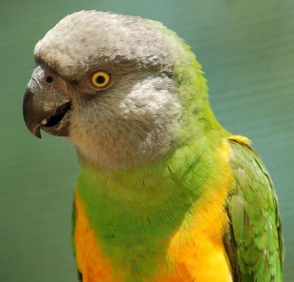Senegal parrot Senegal parrot Papagoi Keskus