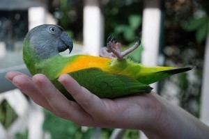 Senegal parrot 78 Best images about Senegal Parrots on Pinterest Parrot facts