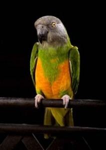 Senegal parrot httpslafebercompetbirdswpcontentuploadsp