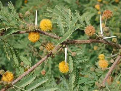 Senegalia Southwest sweet acacia Senegalia Acacia farnesiana Watershed