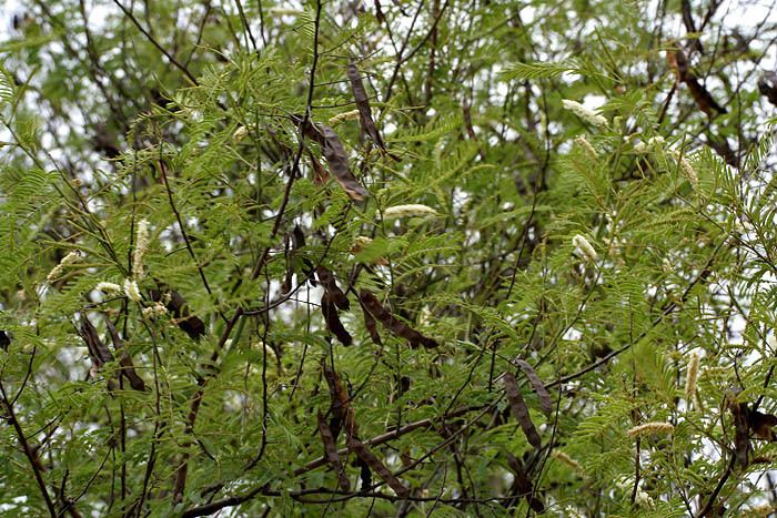Senegalia catechu Senegalia catechu Images Useful Tropical Plants