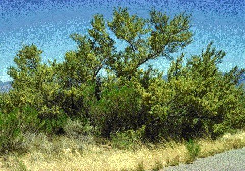 Senegalia greggii Chihuahuan Desert Plants Catclaw Acacia