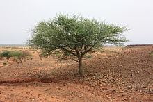 Senegalia laeta httpsuploadwikimediaorgwikipediacommonsthu