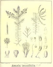 Senegalia tenuifolia httpsuploadwikimediaorgwikipediacommonsthu
